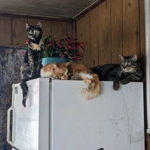 Meet your Posher, Teresa